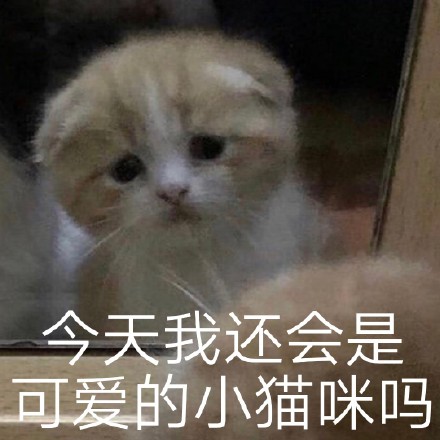 猫咪表情包 可爱