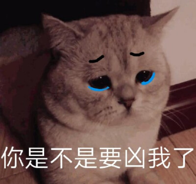 猫咪表情包 可爱