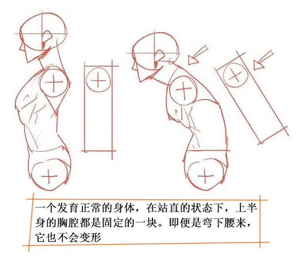 人体动态