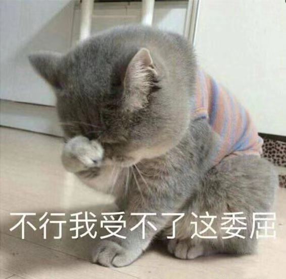 小猫咪表情包