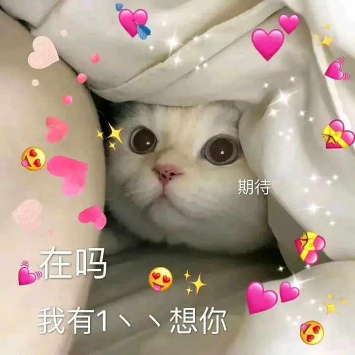 猫咪表情包 可爱