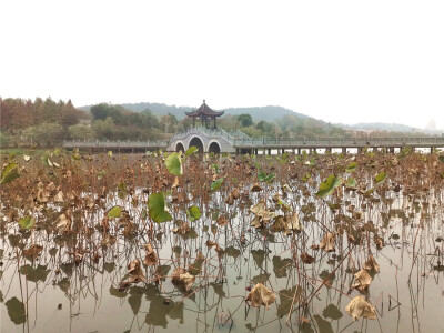 
江西吉安：古后河绿廊残荷景色 呈现不一样的美