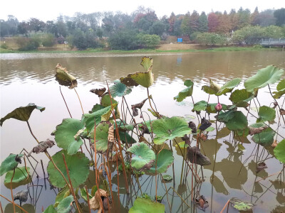 
江西吉安：古后河绿廊残荷景色 呈现不一样的美