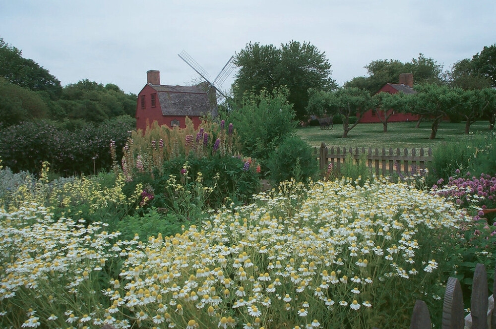 Flowers