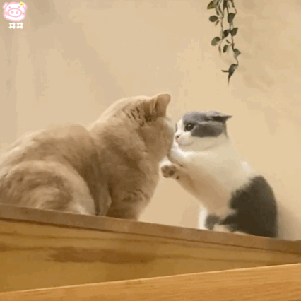 大哥想你了 但是大哥不说 大哥希望你对号入座