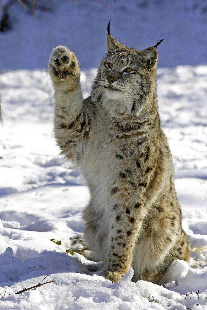 猞猁