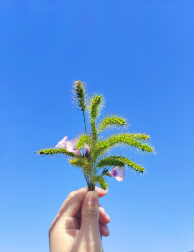 狗尾巴草vs蓝天
