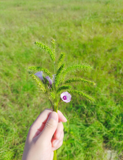 狗尾巴草vs蓝天
