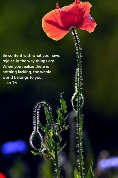 Be content with what you have; rejoice in the way things are. When you realize there is nothing lacking, the whole world belongs to you.
-Lao Tzu 