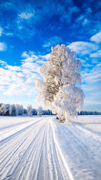 雪景壁纸