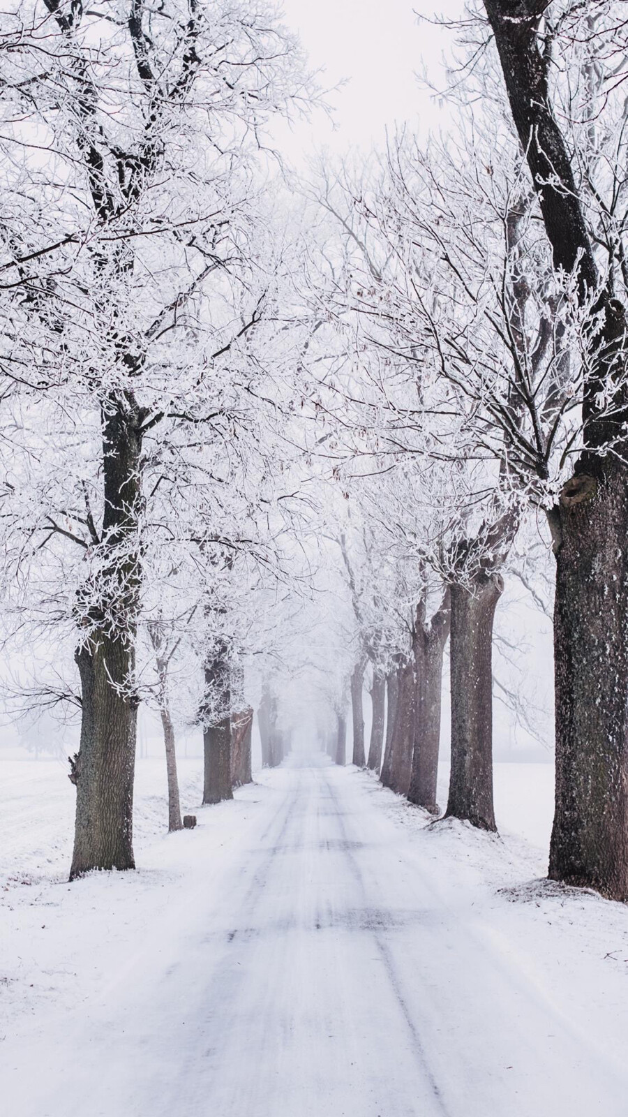 雪景壁纸