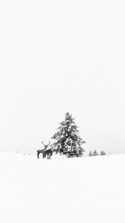 雪景壁纸