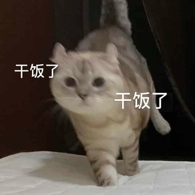 猫咪表情包 可爱