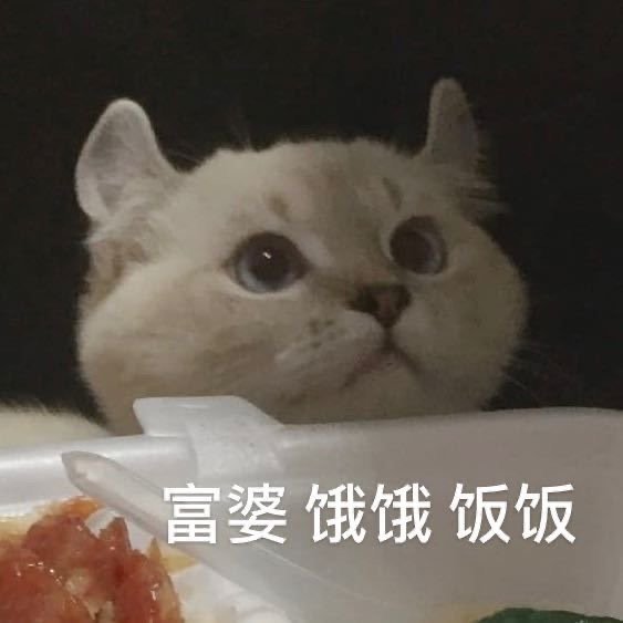 猫咪表情包 可爱