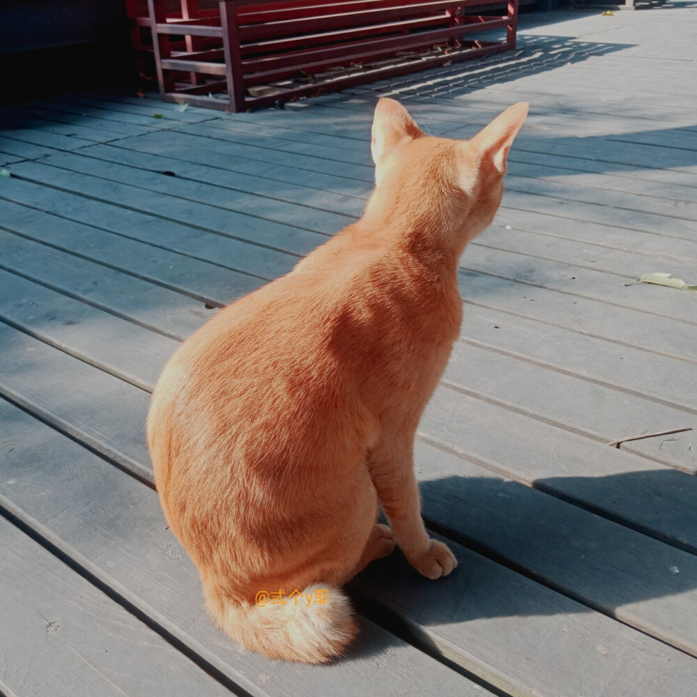 学校的猫咪