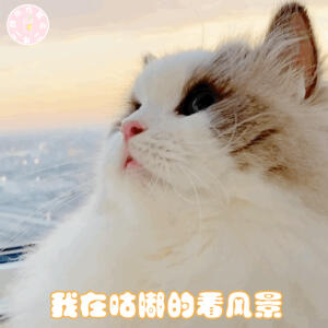 猫咪 猫猫表情包 可爱表情包 专属浮力群q684665743