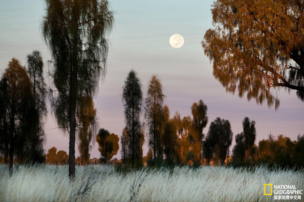 月圆
一轮圆月在Uluru-Kata Tjuta National Park升起。摄影：AMY TOENSING