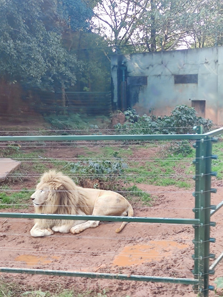 Iris喜欢找猫逗狗