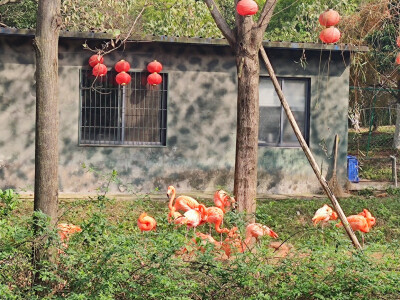 Iris喜欢找猫逗狗