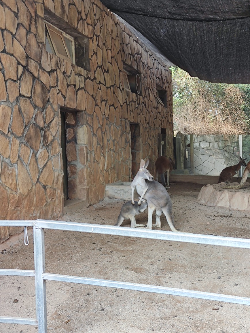 Iris喜欢找猫逗狗