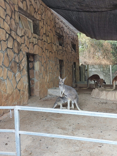 Iris喜欢找猫逗狗