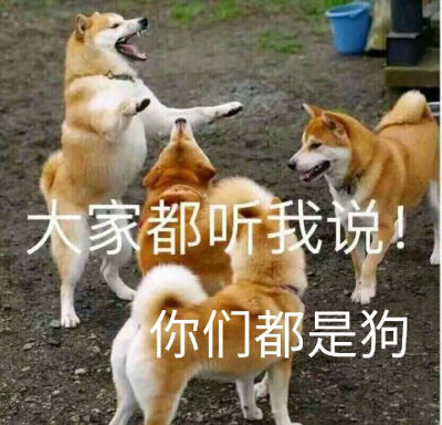 你才是狗