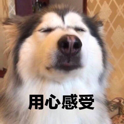 狗狗表情包