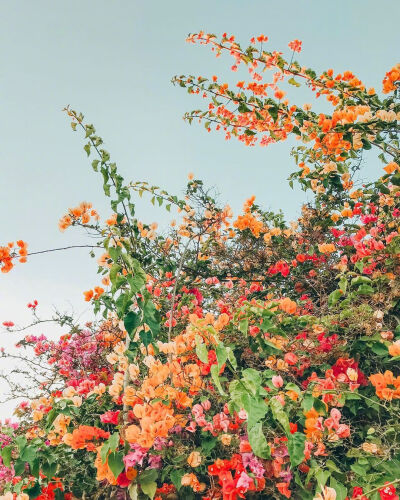  「花卉壁纸」12月， 此刻起，莫负好时光。
