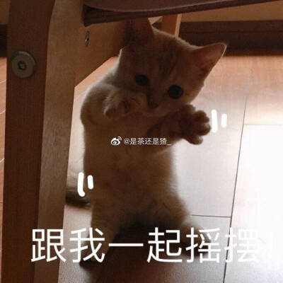 sally，我得不到的小猫咪，表情包，恋爱用