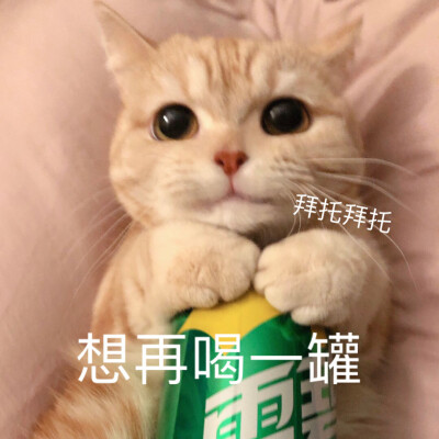 sally，我得不到的小猫咪，表情包，恋爱用