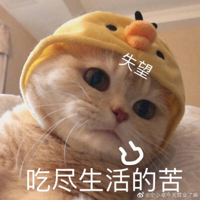 sally，我得不到的小猫咪，表情包，恋爱用