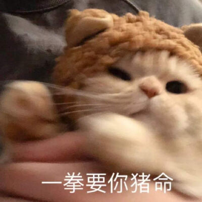 sally，我得不到的小猫咪，表情包，恋爱用