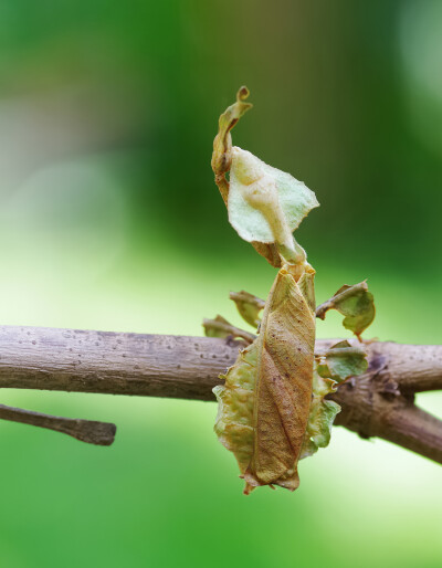 昆虫