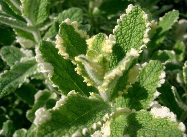 凤梨薄荷 苹果薄荷的变种,凤梨薄荷,叶子边缘会带有白色斑痕,还是挺好
