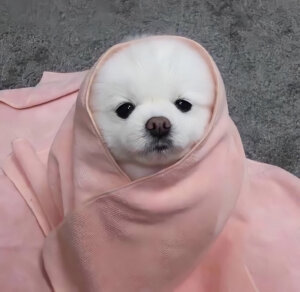 情头