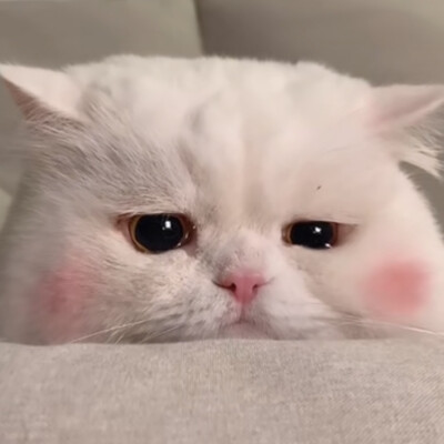 「猫猫狗狗」
图源网络（侵删）