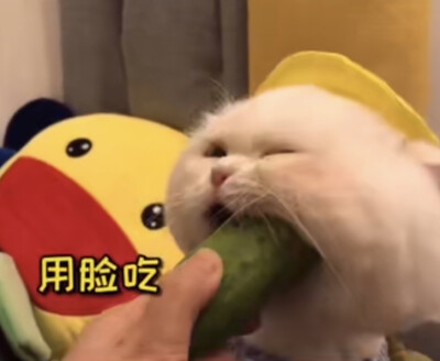 「猫猫狗狗」
图源网络（侵删）