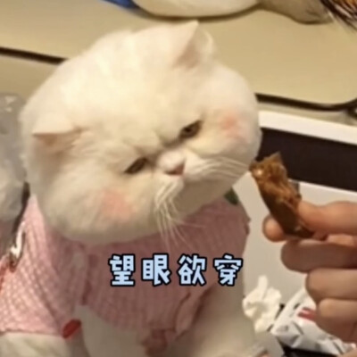 「猫猫狗狗」
图源网络（侵删）
