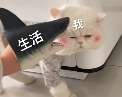 「猫猫狗狗」
图源网络（侵删）