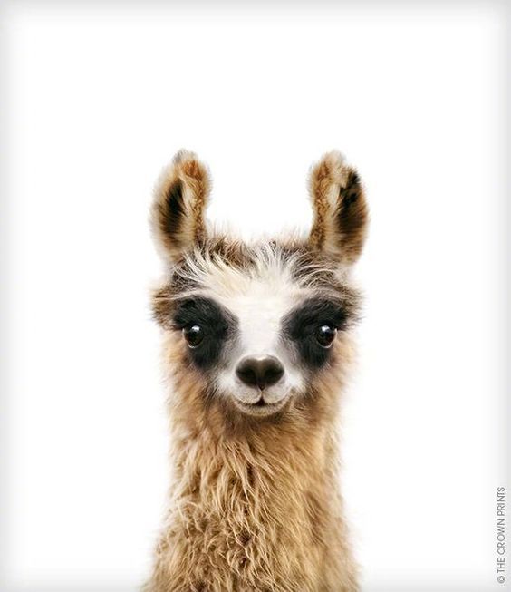 毛茸茸の小崽崽
【Jenny kun】