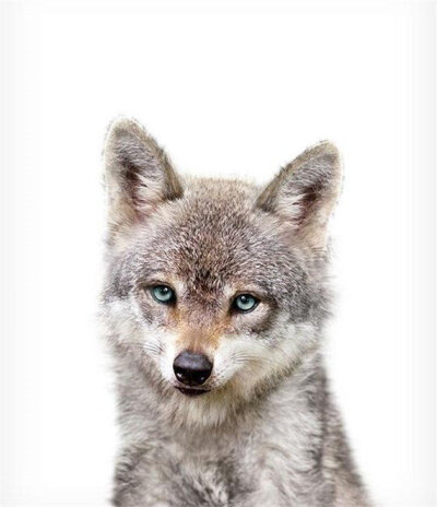 毛茸茸の小崽崽
【Jenny kun】