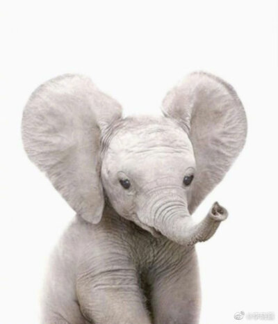 毛茸茸の小崽崽
【Jenny kun】