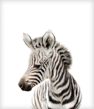 毛茸茸の小崽崽
【Jenny kun】