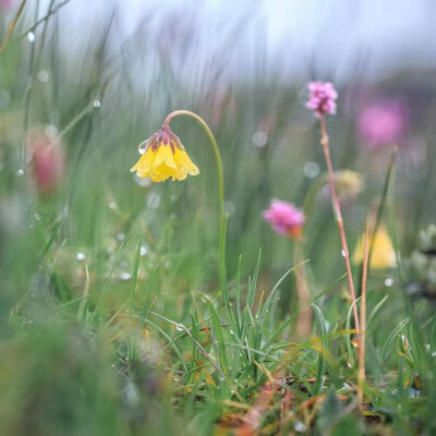 峨眉报春 primula faberi