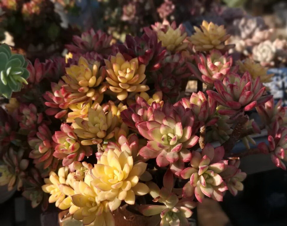 小叮当 Echeveria Agavoides Tinkerbell