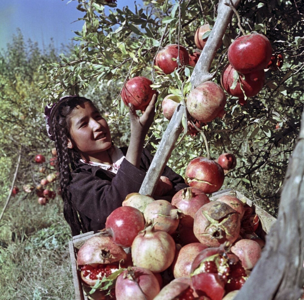 采摘石榴的女孩，乌兹别克斯坦，1967年 ​​​