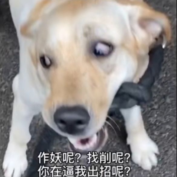 狗狗表情包