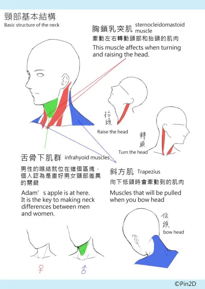 肩颈