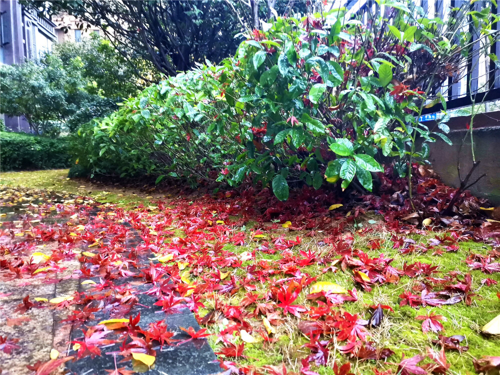 昨日下的一场冬雨，让天气变得更加寒冷，也加剧了树叶的掉落。12月14日一大早，在江西吉安城区，就看到了这么一幕幕壮观的落叶场景。不管是在小区里、在公园内，还是在街道两旁，都可以看到由梧桐叶、银杏叶、枫树叶以及其它植物叶子铺成的落叶地毯，这种壮观美景让人惊叹，令人陶醉。（摄/肖勇）