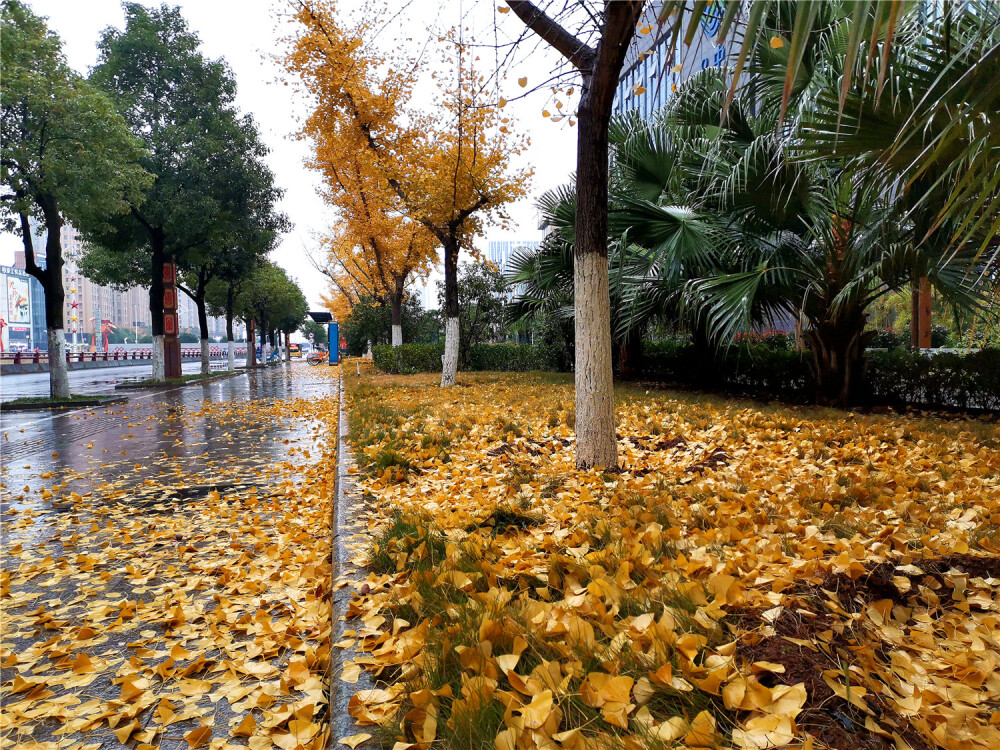 昨日下的一场冬雨，让天气变得更加寒冷，也加剧了树叶的掉落。12月14日一大早，在江西吉安城区，就看到了这么一幕幕壮观的落叶场景。不管是在小区里、在公园内，还是在街道两旁，都可以看到由梧桐叶、银杏叶、枫树叶以及其它植物叶子铺成的落叶地毯，这种壮观美景让人惊叹，令人陶醉。（摄/肖勇）